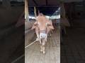 #cow #farming #animals #farm #explore #foryou #explorepage #trend #viral #trending #shorts #views