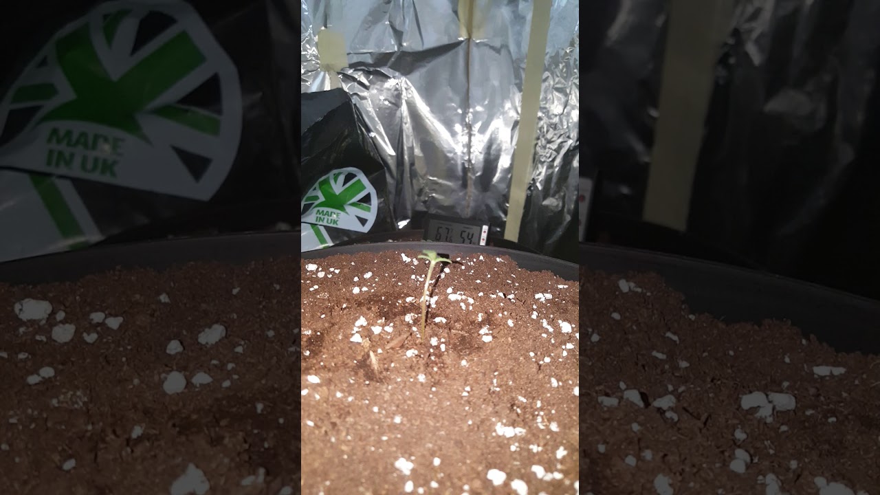 Auto flower (sensi skunk) WEEK 1