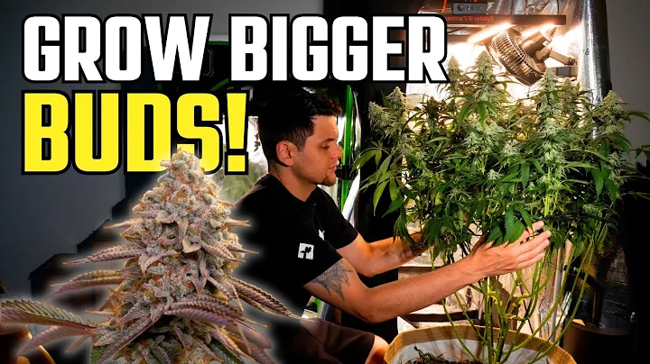 How to Lollipop & Defoliate Cannabis for Bigger Buds