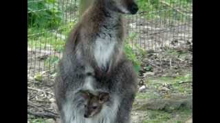Maman kangourou avec son petit dans la poche