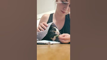 Thumbnail of How to bond with your skittish guinea pig | guinea pig trust taming exercise