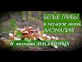 АНОМАЛЬНЫЙ УРОЖАЙ БЕЛЫХ в начале июня! Комариная пурга!