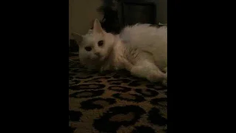 Marsha petting herself