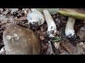 Secrets Of Boletus Edulis Mushroom Collection.  Boletus Edulis. Массовый сбор Белого гриба
