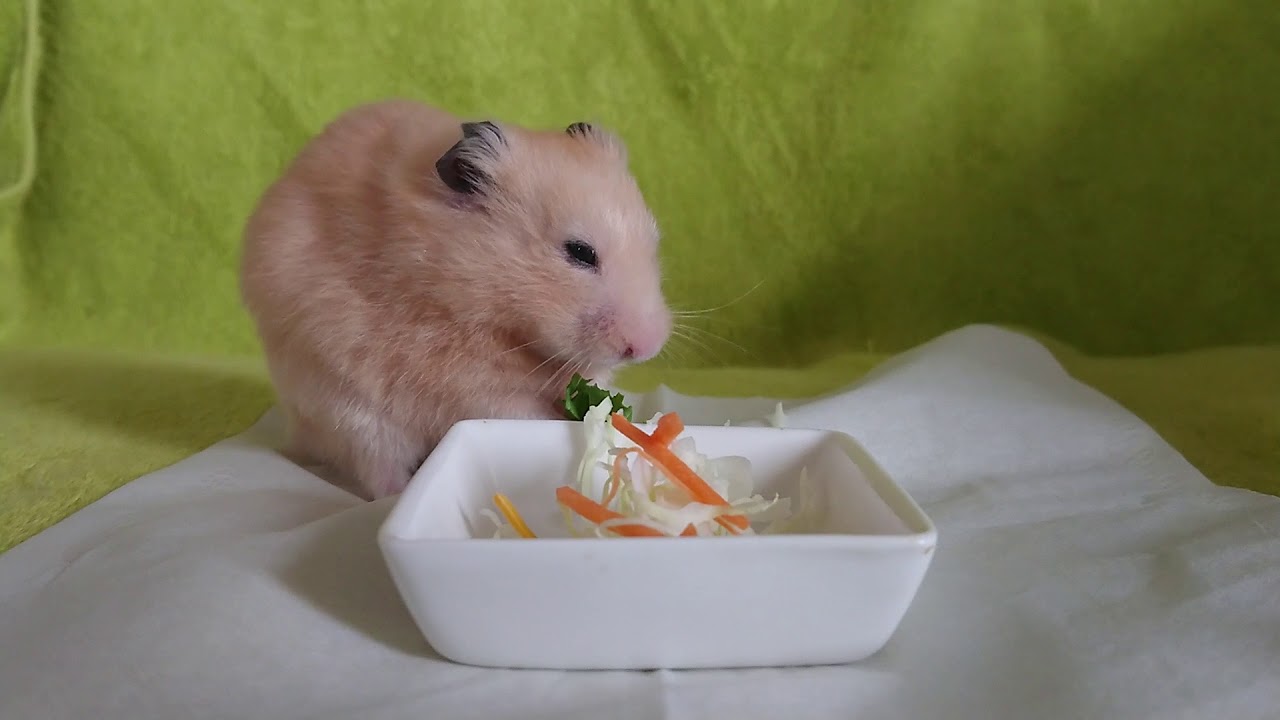 可愛い キンクマハムスター サラダをもぐもぐ サンタvol 175 Cute Hamster 可爱的仓鼠 Youtube