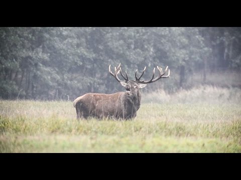 Video: Kaip medžioti elnius (su nuotraukomis)