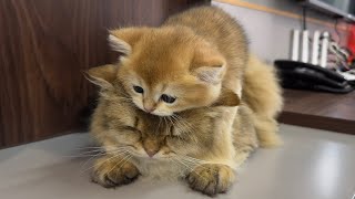 The lovely kitten abandoned the mother cat and went to find the father cat to take care of him.pet