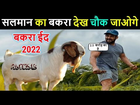 बकरा ईद 2022 - Salman Khan Qurbani Bakara 2022 🐐 कीमत और वजन सुनकर हैरान रह जाओगे