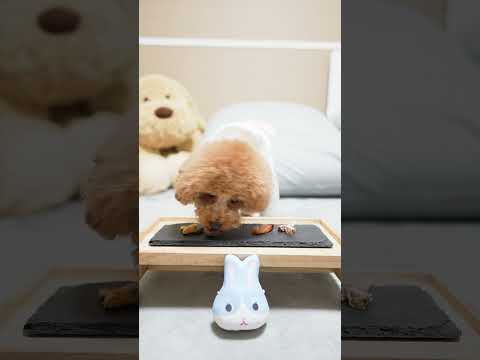 超豪華 犬用おせちをあげたら… #Shorts