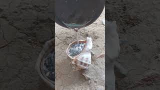 Crafting an Aluminum Snail Shell: The Ultimate Art and Science Project! #viralvideo #reels #art