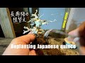 Replanting Japanese quince 長寿梅を化粧鉢に植え替えてみた