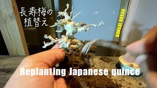 Replanting Japanese quince 長寿梅を化粧鉢に植え替えてみた