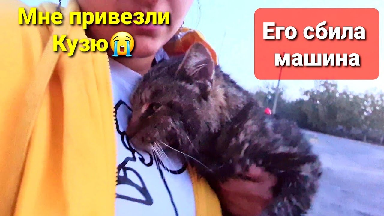 Битва котов на машинах