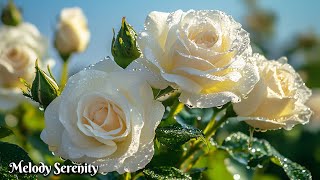 Лучшие мелодии в мире🌺Три месяца я слушал только эту музыку, музыку для сна🌿Сергей Грищук