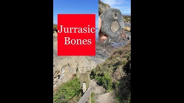 Yorkshire Fossil Hunting Sandsend may 2023 #fossilhunting #ammonites