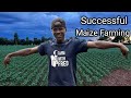 Maximize your maize farming profits with these tips