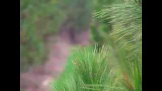 Jill taking aim on first deer Profile