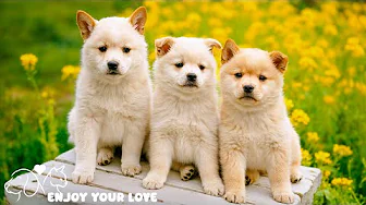 DOG TV: Videos Help Fun & Relax for Dogs Left Home Alone - Music to Keep Your Dogs Entertain All Day