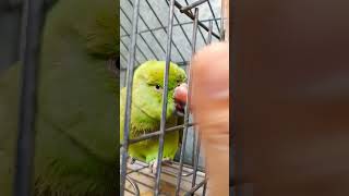 parrot is getting angry on junk food
