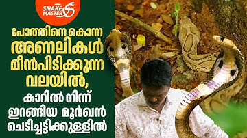 പോത്തിനെ കൊന്ന അണലിയും, കാറിൽ നിന്ന് ഇറങ്ങിയ  മൂർഖനും | Vava Suresh | Snakemaster 1140