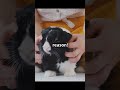 Top 5 Cutest Rabbit Breeds in the World 🐰 | Fluffy, Friendly &amp; Unique! #shorts #pets