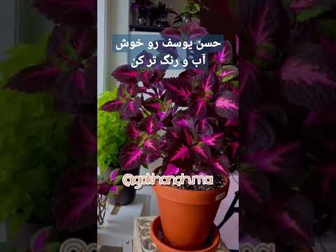 تصویری: گیاهان با برگ های تیز و خطرناک – نحوه استفاده از گیاهان با برگ های تیز