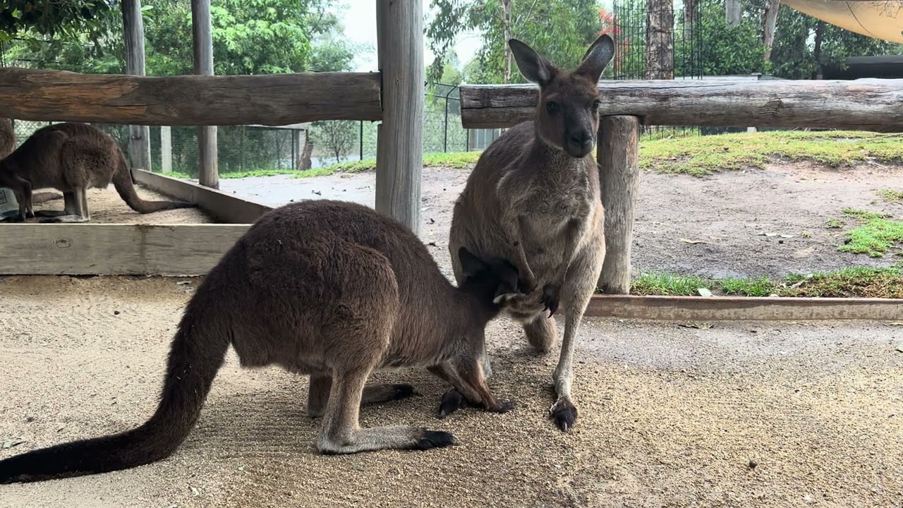 Only a Mother’s Love (Kangaroo Edition) | Australian Native Animals