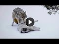Wolf vs Livestock Guardian Dog | Wolf vs Dog  | HB Kennel