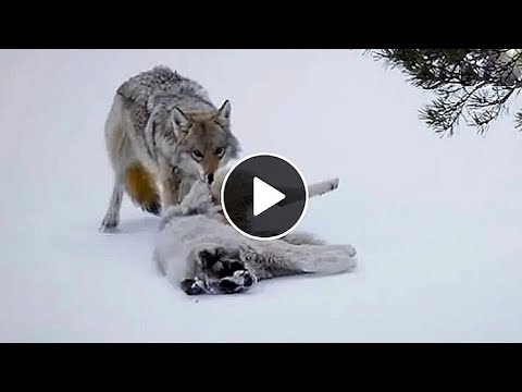 Video: Forskellen mellem en Wolf / Hybrid og en Hund