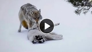 Wolf vs Livestock Guardian Dog | Wolves Attacks Kangal