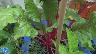 Hot pink swiss chard | Beta vulgaris | Taste test