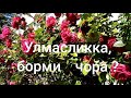 Улмасликка,борми чора?(Онажонимни шеъри)