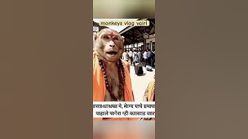 #aivlogger​ #monkeyvideo​ #monkey​ vlogs,#kedarnath_monkey_vlog​ ,#vairl_monkey​ vlog #monkeys​