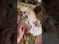 Чита и компания 😂😂🐕10/02/25
