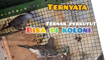 TERNAK PERKUTUT KOLONI