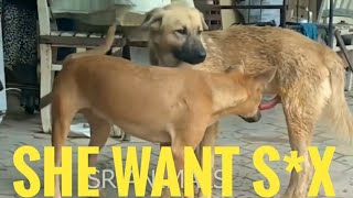 She want to do s*x || Dog mating || Having good time ||