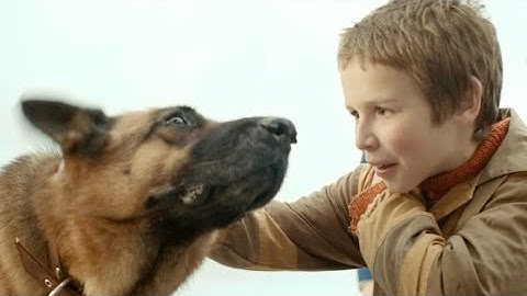 モスクワと秋田を結ぶ少年と犬の感動的な物語／映画『ハチとパルマの物語』30秒特報