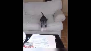 Funny Animals Try Not To Laugh #shorts #shortsfeed #viralshorts #funnyshorts #trending #funnyanimals