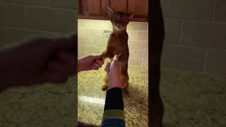 Abyssinian Cat  Dino dances to “YMCA”   what a boy! http://www.bowWOWbingo2021.givesmart.com