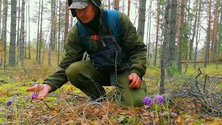 Один день из жизни в тайге. Костромская глушь. Мост унесло. Подснежники и другие лесные жители.