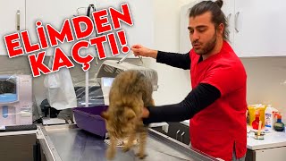 MASADAN ATLAYIP KAÇTI! 🤣 Sevimli Kedi Korkunca Firar Etti! #TheVet