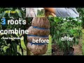 How to graft mango attaching three roots combine technology  tutorial and tips