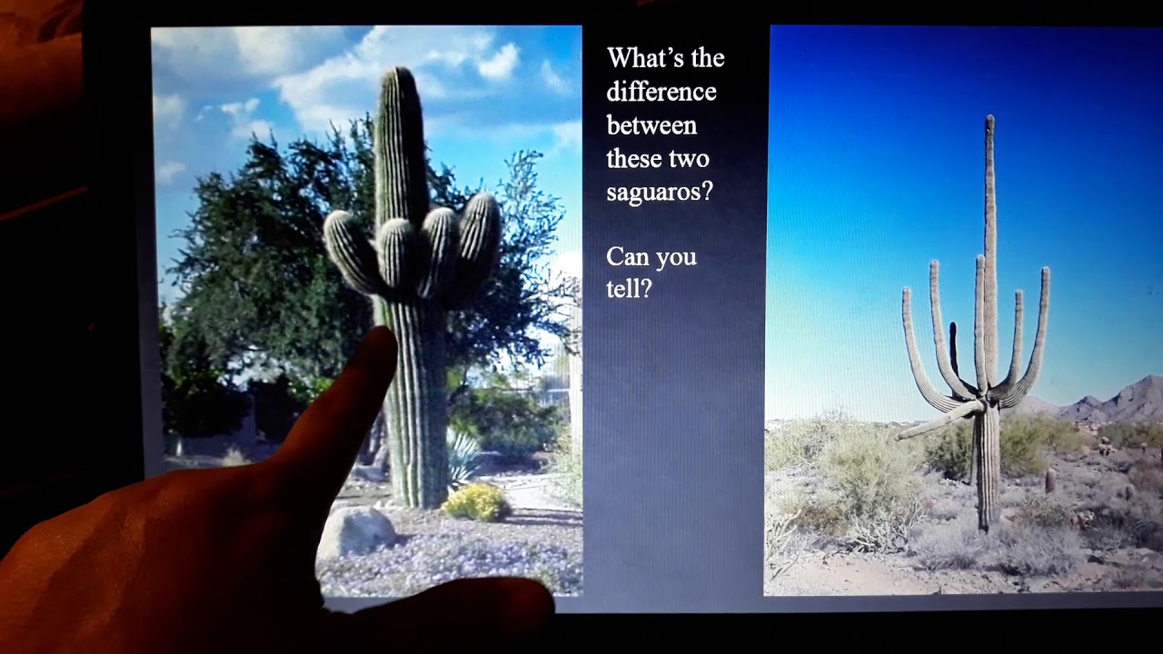 Desert Plants and Animals Adaptations YouTube