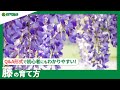 ☘75：藤の育て方｜苗の植えつけや水やりと肥料の与え方、剪定作業もご紹介【PlantiaQ&A】植物の情報、育て方をQ&A形式でご紹介