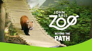 Beyond the Path | Red Pandas by John Ball Zoo 414 views 8 months ago 1 minute, 1 second