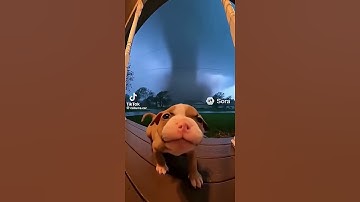 #dog #dogshorts #doglife #weather #tornado #pebble #foryou #viralvideo #tiktokviral #comedy #funny