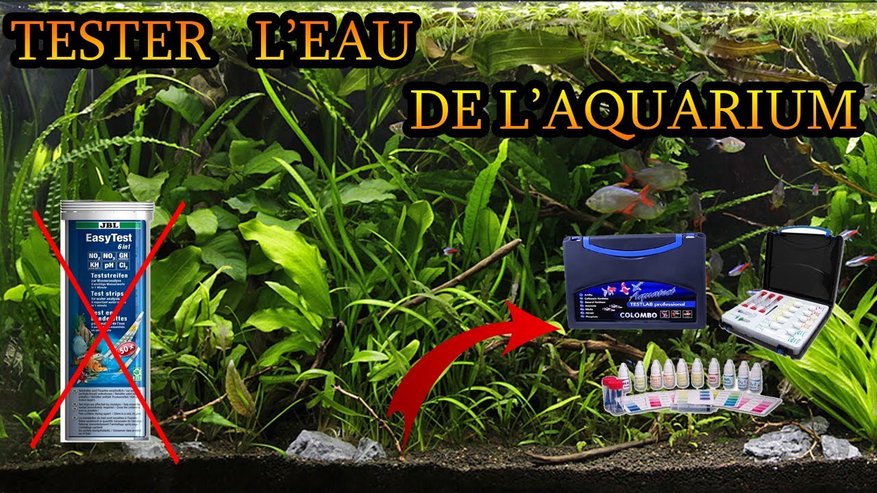 Tester l'eau de son aquarium (Tuto Teste Bandelette et