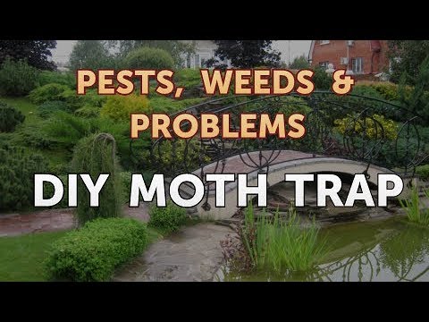 Building a Friendly Moth Trap (It's super easy.)