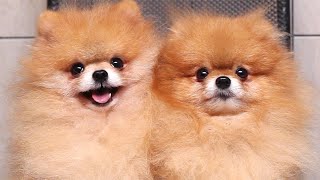 Two beautiful Pomeranian dogs are eating fried eggs.