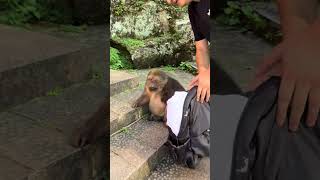 Xingxing Is Always Waiting #Monkey #Monkey #Xingxing #Cute #Lovely